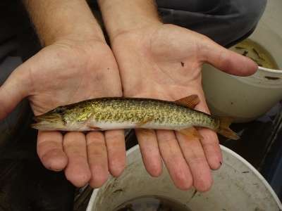 Grass Pickerel