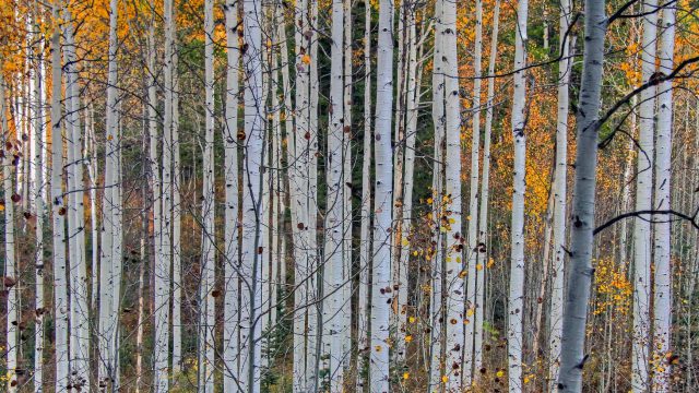 Winter Tree Identification for the Family