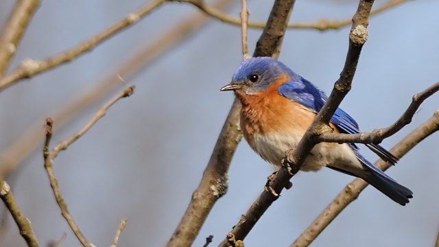 Bluebird_14171