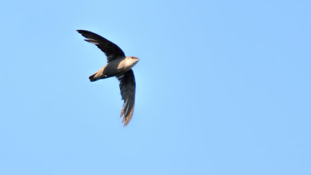 Chimney_Swift_25165